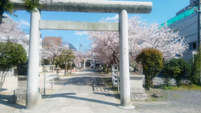 近所の桜を見に行く！