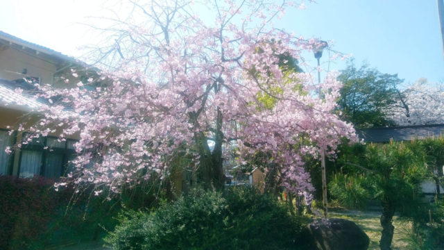 近所の桜を見に行く！