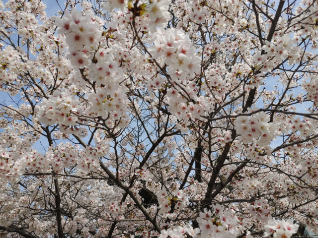 近所の桜を見に行く！2022