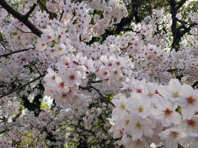 近所の桜を見に行く！2022